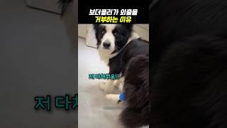 보더콜리가 외출은 거부하는 이유