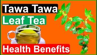 Tawa Tawa Leaf Tea :  Uses and Benefits ( Euphorbia Hirta)