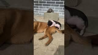 The cute little pig actually thinks the dog is its mother, it’s so funny  