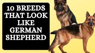 10 Breeds that Look Like German Shepherd