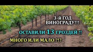 КУСТУ 3 й ГОД ОСТАВИЛИ 13 ГРОЗДЕЙ МНОГО ИЛИ МАЛО? ЧТО СКАЖИТЕ*?