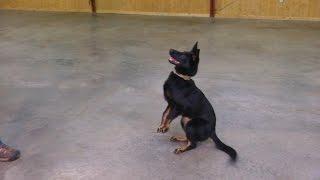 Bi-Black German Shepherd "Zosyn von Prufenpuden" 6 1/2 Mo's Obedience Development