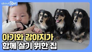 100일된 아기와 강아지가 함께 살기 좋은 집┃개꿈집 EP.3┃어바웃펫 About Pet