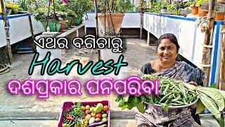 ଏଥର  ବଗିଚାରୁ || Harvest || ଦଶପ୍ରକାର ପନିପରିବା || terrace garden (odia )// ବୋଉଙ୍କ ବଗିଚା