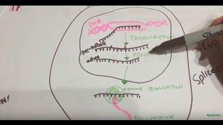 Lasseter AP Bio 18: Protein Synthesis