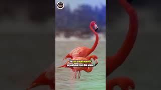 You Won't Believe how Flamingos Eat! #shorts #animals