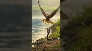 The eagle fly to attack the cobra #eagle#cobra#viralvideo #animals #shorts#
