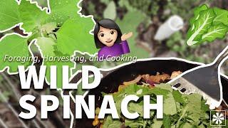  Wild Spinach: Foraging, Harvesting, Cooking & More!