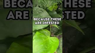  DON'T buy these plants at Costco! Costco Plant Tour - INFESTED  | Houseplant & Garden Channel