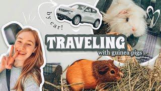 TRAVELING WITH GUINEA PIGS  // What to Bring & How I Did It