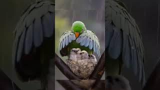 Just like a mother bird, you have the strength to push forward even when the nest feels empty