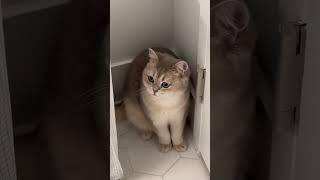 What my cat does while im #cutecat #cats #catshorts #funny #catvideos #catlovers