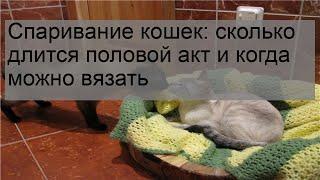 Спаривание кошек: сколько длится половой акт и когда можно вязать