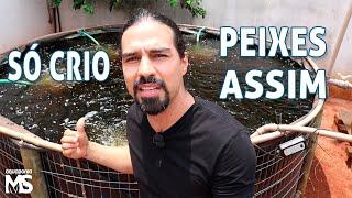 Melhor custo benefício para criar peixes