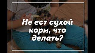 Как накормить щенка йорка из шприца / щенок йорка / купить щенка