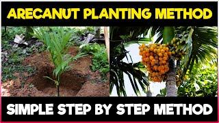 Arecanut Planting Method | How to grow Arecanut Plant | Arecanut Farming