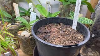 An Eastern Australian Native Orchid: Pterostylis curta or The Blunt Greenhood