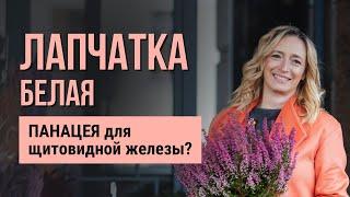 Лапчатка белая - полезные свойства и лечение заболеваний щитовидки. Фитотерапия щитовидной железы