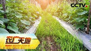 《农广天地》说话算话 靠菜发家 20190409 | CCTV农业