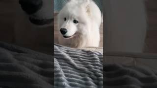 Как самоед выражает эмоции /ДОБРЫЙ САМОЕД #собака #самоед #samoyed #dog #шортс