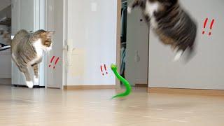 [ENG SUB] The funny reaction of cats who saw a toy snake!