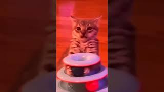 #cat #funny #happycats #catmemes #music #memes #trending #trendingshorts #new #reels