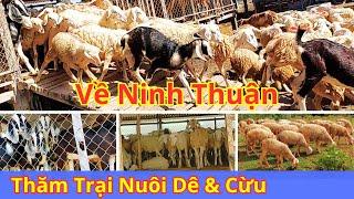 Trang Trại Chăn Nuôi Cừu & Dê | Ninh Thuận | Cuộc Sống Nông Thôn | Vườn Năm Thiên