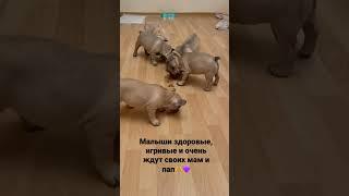 Купить щенка французского бульдога
