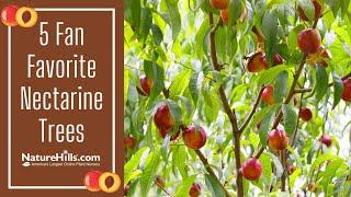 5 Fan Favorite Nectarine Trees | NatureHills.com