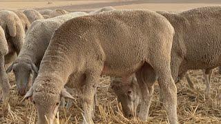 Hoy hablamos de la rusticidad y dureza del Merino