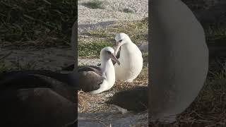 Wisdom  (right)  sitting on egg while preening her mate #birds #nature #shorts