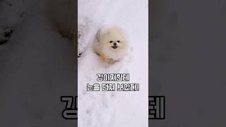 강아지한테 눈을 던졌더니ㅋㅋㅋ