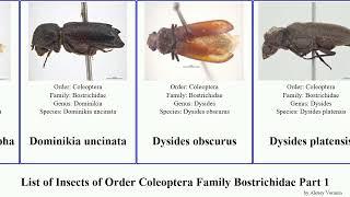 List of Insects of Order Coleoptera Family Bostrichidae Part 1 lichenophanes lyctus borer beetle