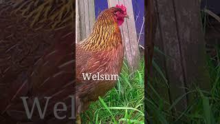 Top 10 Chicken Breeds for Beginners