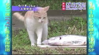 【トリビア 神回】”お魚くわえたドラ猫”は 最大何Kgまでくわえられる？