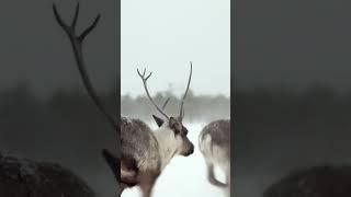 Югра моя