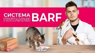 Всё О Системе Питания БАРФ для Собак и Кошек – Ветеринар Объяснил (BARF)