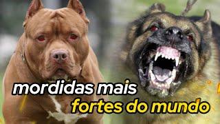 Top 10 Cães com as Mordidas Mais Fortes: Descubra os Titãs Caninos