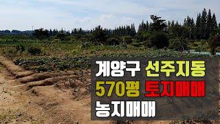 계양구 선주지동 자전거도로 인근 토지매매 농지매매 / 평당100만원