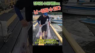 장마철 수문개방에도 난 잡을 수 있다~ #shorts #투망 #바다투망 #취미 #취미생활 #숭어