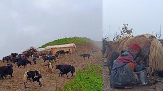 yak farm Nepal in dolpa || mountain village lifestyle || Gorey Nepal