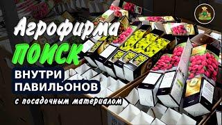 Прогулка по агрофирме Поиск. Большой выбор посадочного материала