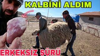 ERKEKSİZ SÜRÜ !! KOÇ AYRIMI~OĞLAĞIN MİDESİNDEN ÇIKANLAR ŞAŞIRTTI !!! KALBİNİ ALDIM