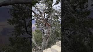 Hermit's Rest Grand Canyon