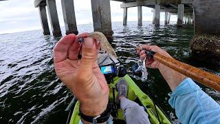 Dock and Bridge Fishing With LIVE SHRIMP for Whatever Bites!