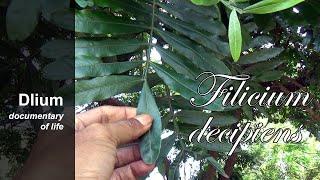 Fern tree (Filicium decipiens)