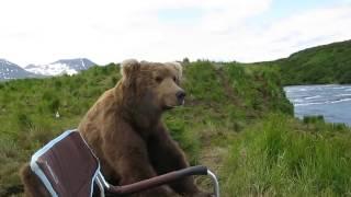 Bear Casually Joins Photographers on McNeil River