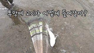 투망에 고기가 어떻게 들어갈까?