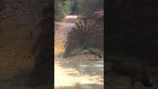 peacock sound and dance
