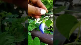 How to grow aparajita from cutting अपराजिता को कटिंग से उगाने का नया तरीका #aparajita#cutting#shorts